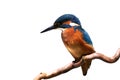 Common Kingfisher (Alcedo atthis). Royalty Free Stock Photo