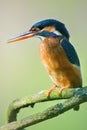 The common kingfisher Alcedo atthis Royalty Free Stock Photo