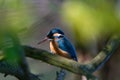 The common kingfisher Alcedo atthis Royalty Free Stock Photo