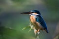 The common kingfisher Alcedo atthis Royalty Free Stock Photo