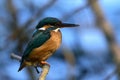 The common kingfisher Alcedo atthis Royalty Free Stock Photo