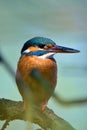 The common kingfisher Alcedo atthis Royalty Free Stock Photo