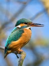 The common kingfisher Alcedo atthis Royalty Free Stock Photo