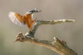 Common Kingfisher Alcedo atthis   landing on a branch with a fish in his mouth. Above a pool Royalty Free Stock Photo