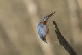 Common Kingfisher Alcedo atthis landing on a branch with a fish in his mouth. Above a pool in the forest of Overijssel Royalty Free Stock Photo