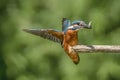 Common Kingfisher Alcedo atthis landing on a branch with a fish in his mouth. Above a pool in the forest of Overijssel Royalty Free Stock Photo