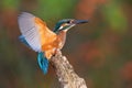 Common kingfisher landing on branch in summer from side Royalty Free Stock Photo