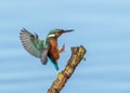 Common Kingfisher - Alcedo atthis landing on a stick. Royalty Free Stock Photo