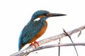 Common Kingfisher Alcedo atthis Male Cute Birds isolated Royalty Free Stock Photo