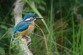 Common kingfisher Alcedo atthis perching on a branch in the reeds, the blue shimmering bird is also known as Eurasian kingfisher