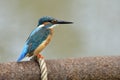 Common kingfisher Alcedo atthis perching on white boat knot over rusty tube in stream, funny turquoise bird lonely sitting on