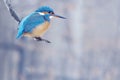 Kingfisher in winter Royalty Free Stock Photo