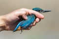 Common kingfisher, Alcedo atthis, in researcher hand after released it from catch net