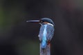 Common kingfisher alcedo atthis rest on bamboo post Royalty Free Stock Photo