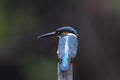 Common kingfisher alcedo atthis rest on bamboo post Royalty Free Stock Photo