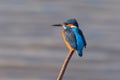 Common kingfisher - alcedo atthis at rest.