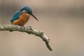 Common Kingfisher Alcedo atthis Royalty Free Stock Photo