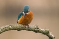 Common Kingfisher Alcedo atthis Royalty Free Stock Photo