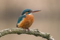 Common Kingfisher Alcedo atthis Royalty Free Stock Photo