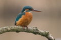 Common Kingfisher Alcedo atthis Royalty Free Stock Photo