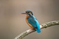 Common Kingfisher Alcedo atthis Royalty Free Stock Photo