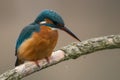 Common Kingfisher Alcedo atthis Royalty Free Stock Photo