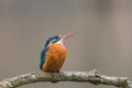 Common Kingfisher Alcedo atthis Royalty Free Stock Photo