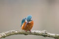 Common Kingfisher Alcedo atthis Royalty Free Stock Photo