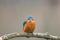 Common Kingfisher Alcedo atthis Royalty Free Stock Photo