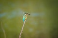 Common kingfisher or Alcedo atthis sitting on a beautiful perch with green background at keoladeo national park Royalty Free Stock Photo