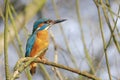 Common Kingfisher Alcedo atthis sitting on a branch above a pool in the forest of Overijssel Twente in the Netherlands. Green Royalty Free Stock Photo