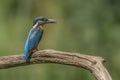 Common Kingfisher Alcedo atthis sitting on a branch above a pool in the forest of Overijssel Twente in the Netherlands. Royalty Free Stock Photo