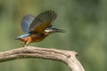 Common Kingfisher Alcedo atthis sitting on a branch above a pool in the forest of Overijssel Twente in the Netherlands. Royalty Free Stock Photo