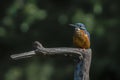 Common Kingfisher Alcedo atthis sitting on a branch above a pool in the forest of Overijssel Twente in the Netherlands. Royalty Free Stock Photo