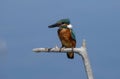 Common Kingfisher  Alcedo atthis  sitting on a branch Royalty Free Stock Photo