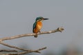 Common Kingfisher  Alcedo atthis  sitting on a branch Royalty Free Stock Photo