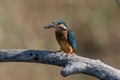 Common Kingfisher  Alcedo atthis  sitting on a branch Royalty Free Stock Photo