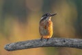 Common Kingfisher  Alcedo atthis  sitting on a branch Royalty Free Stock Photo