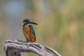 Common Kingfisher  Alcedo atthis  sitting on a branch Royalty Free Stock Photo