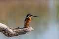 Common Kingfisher  Alcedo atthis  sitting on a branch Royalty Free Stock Photo