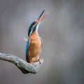 Common Kingfisher, alcedo atthis Royalty Free Stock Photo