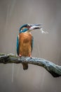 Common Kingfisher, alcedo atthis Royalty Free Stock Photo