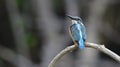 Common kingfisher Alcedo atthis small blue to turqoise green feather bird with wonder face Royalty Free Stock Photo