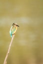 common kingfisher or Alcedo atthis is a small colorful bird sitting on a perch with green background at keoladeo national park Royalty Free Stock Photo