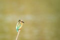 Common kingfisher or Alcedo atthis is a small colorful bird sitting on a perch with green background at keoladeo national park Royalty Free Stock Photo