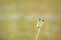 common kingfisher or Alcedo atthis is a small colorful bird sitting on a perch with green background at keoladeo national park Royalty Free Stock Photo