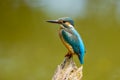 Common Kingfisher (Alcedo atthis) Royalty Free Stock Photo