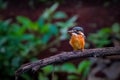 The common kingfisher (Alcedo atthis)