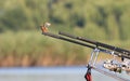 Common kingfisher, Alcedo atthis. A young bird is fishing, sitting on fishing rods. Periodically dives for the catch and comes