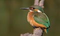 Common kingfisher, Alcedo atthis. The young bird sitting on a branch above the water while waiting for small fish Royalty Free Stock Photo